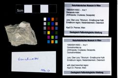 Foto (Objekt + Etikett) von Goniodromites sp.  (NHMW-GEO-1990-0041-4003)